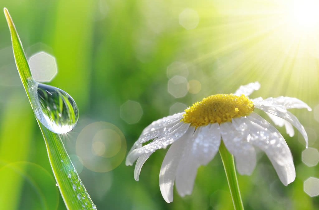 Genesis SK Ltd is a global supplier of Chamomile floral water, Blue