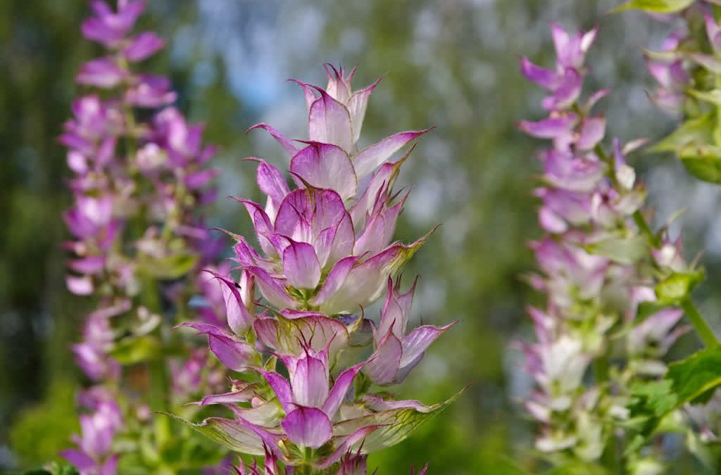 Genesis SK Ltd is a global supplier of Clary sage oil