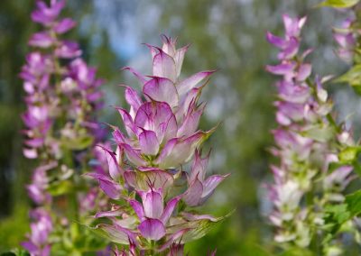 Clary sage oil