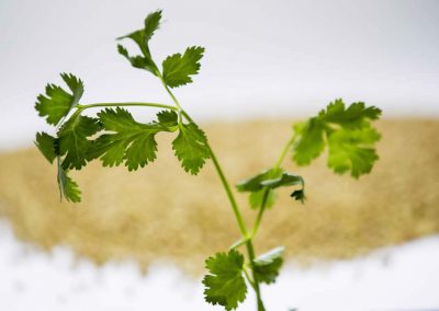 Coriander herb oil