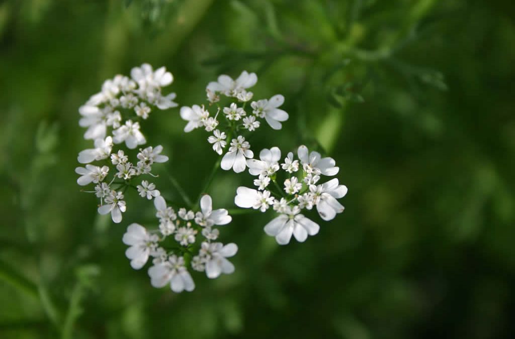 Genesis SK Ltd is a global supplier of Coriander seed oil.