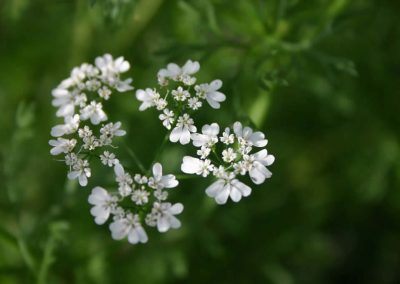 Coriander seed oil