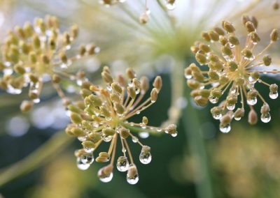 Dill hydrolate