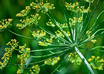 Dill seed oil