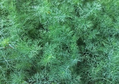 Dill weed oil