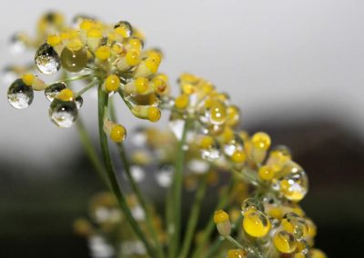 Fennel hydrolate