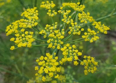 Fennel oil