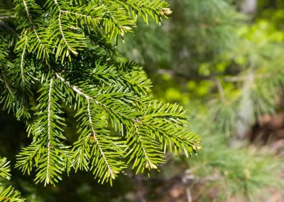 Fir needle oil