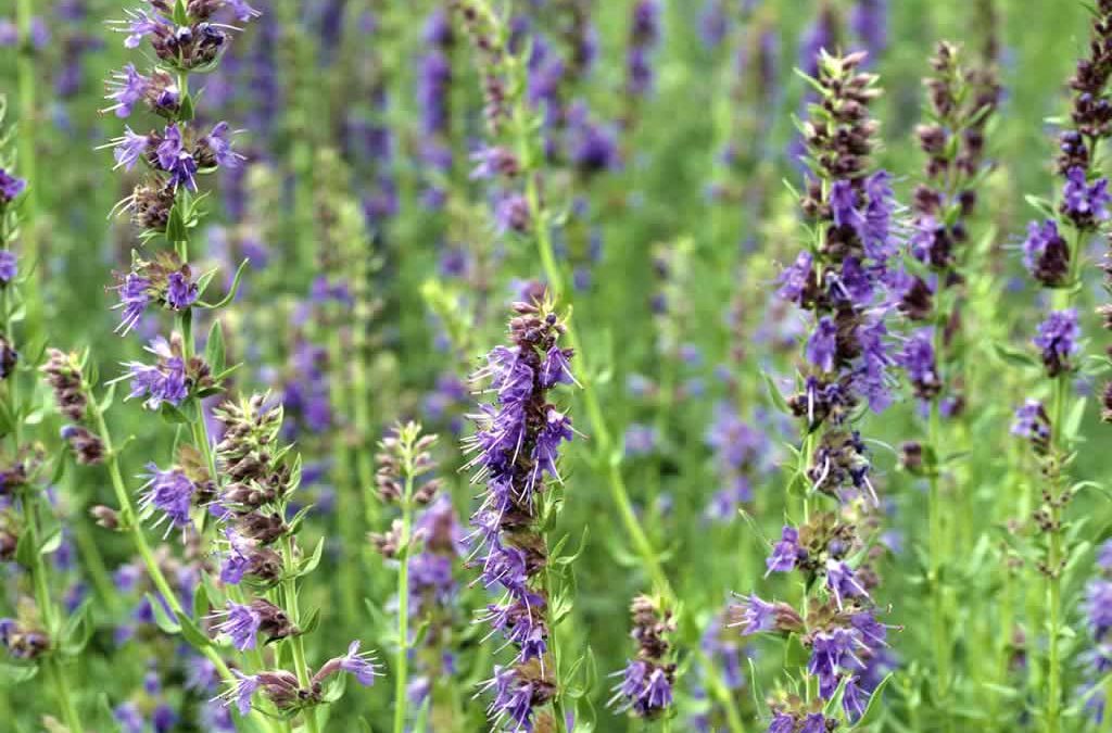 Genesis SK Ltd is a global supplier of Hyssop oil