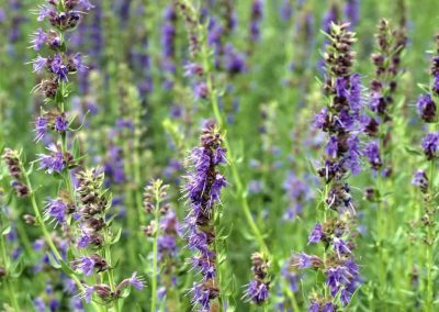 Hyssop oil