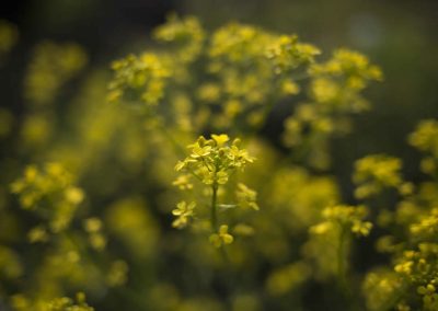 Mustard seed essential oil