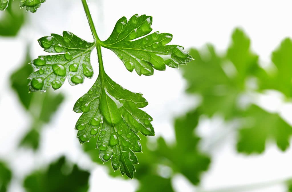Genesis SK Ltd is a global supplier of Parsley hydrolate