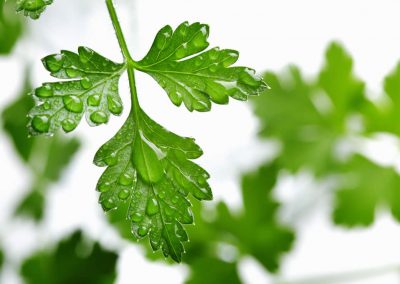 Parsley hydrolate