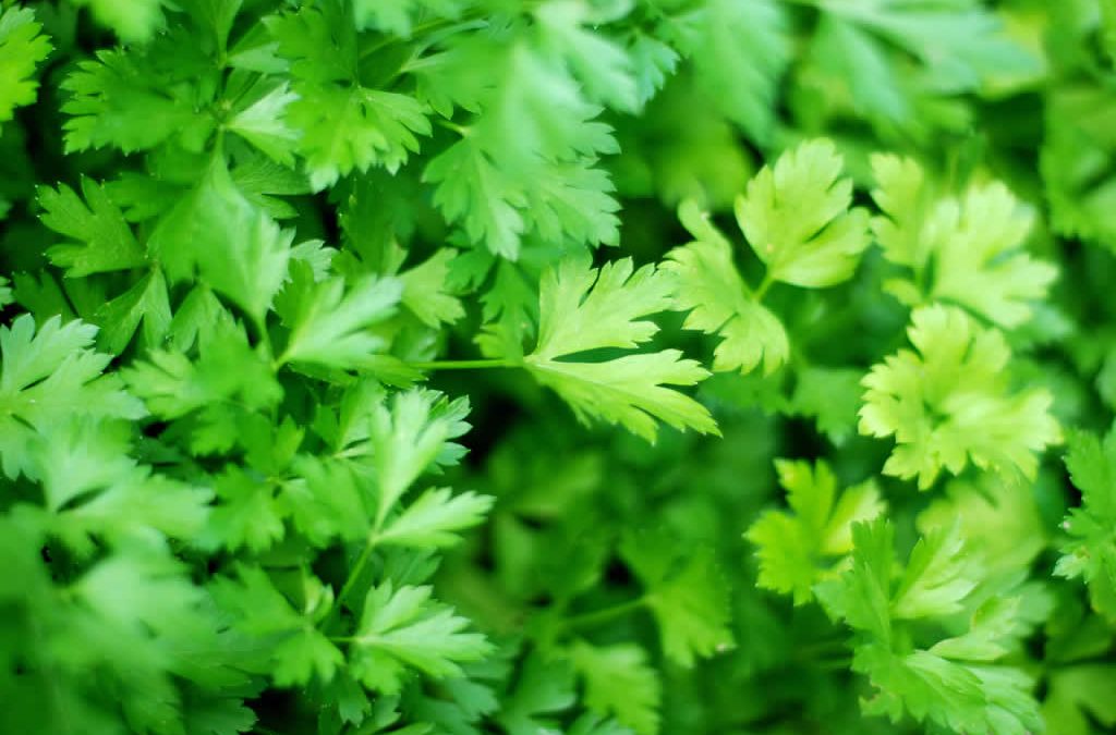 Genesis SK Ltd is a global supplier of Parsley leaf oil