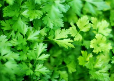Parsley leaf oil