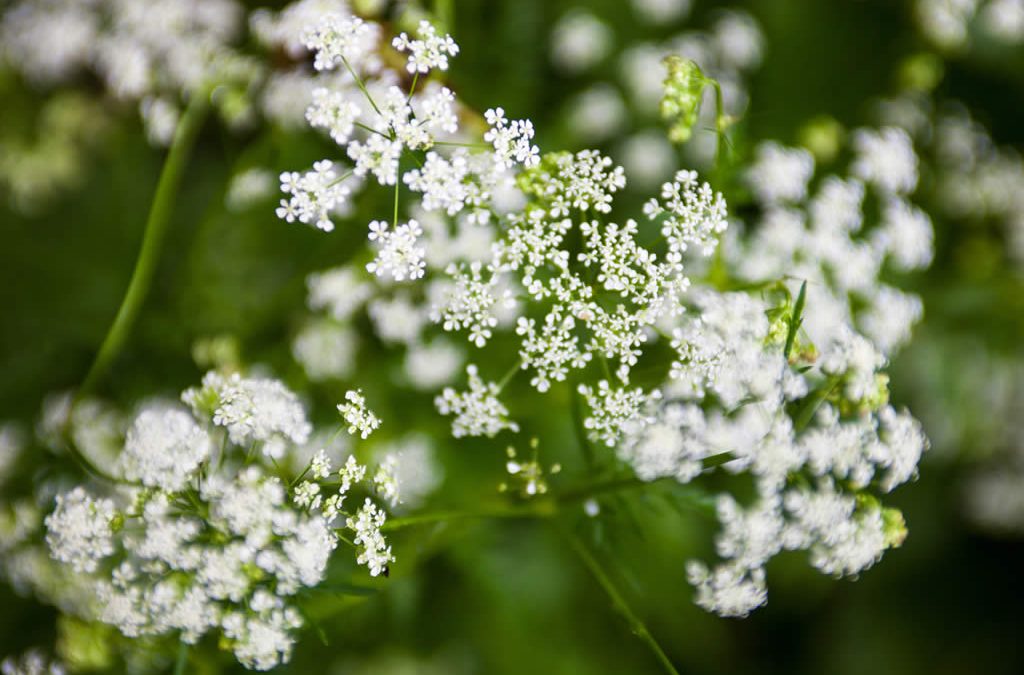 Genesis SK Ltd is a global supplier of Parsley seed oil