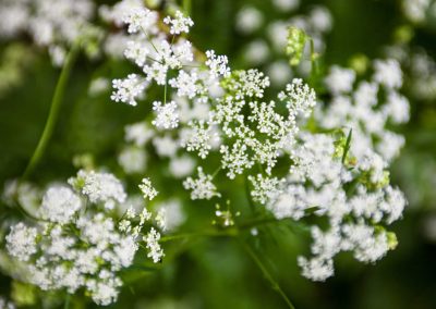 Parsley seed oil