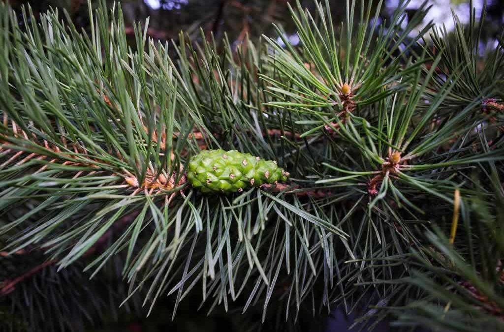 Genesis SK Ltd is a global supplier of Pine sylvestris oil