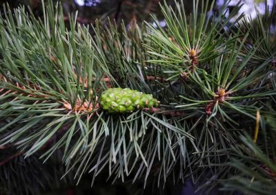 Pine sylvestris oil