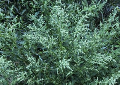 Wormwood oil